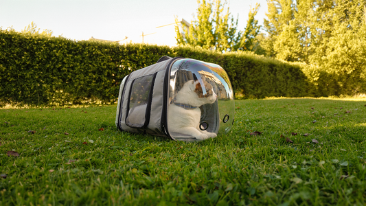 ¿Cómo elegir el bolso ideal para tu mascota?