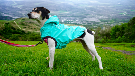 Cómo proteger a tu mascota del frío y la lluvia: cuidados clave para su bienestar