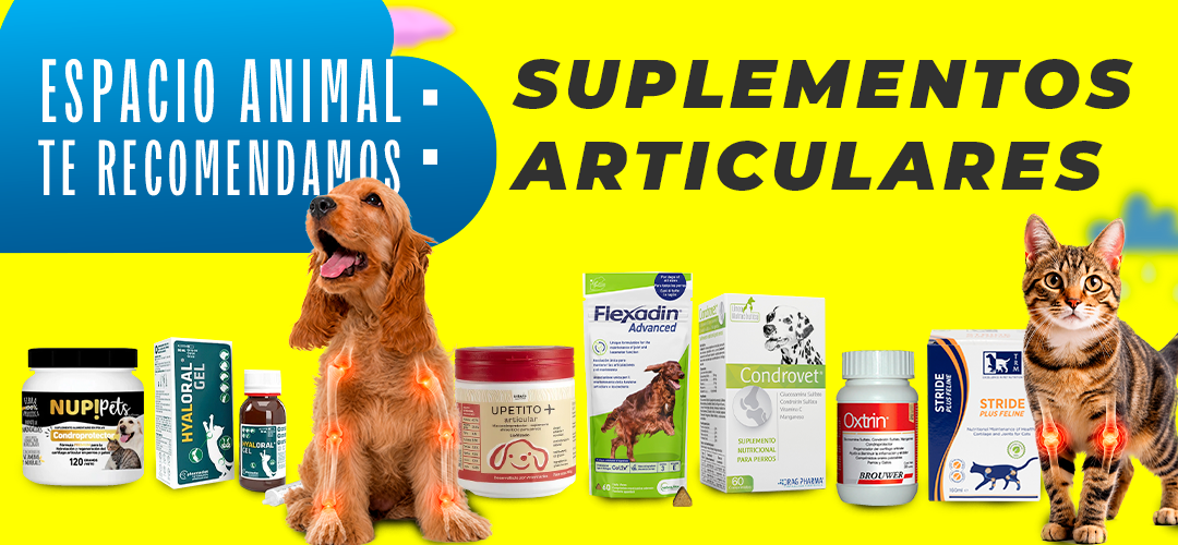 Invierno y mascotas: cuidados clave para proteger su salud durante los días fríos