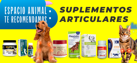 Invierno y mascotas: cuidados clave para proteger su salud durante los días fríos